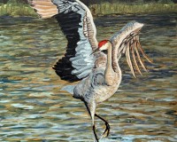 Sand Hill Crane Grace